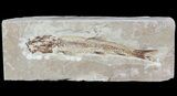 Cretaceous Fossil Fish (Charitosomus) - Lebanon #70432-1